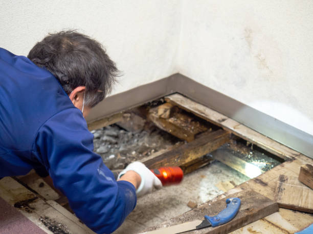 Best Mold Remediation  in Cedaredge, CO