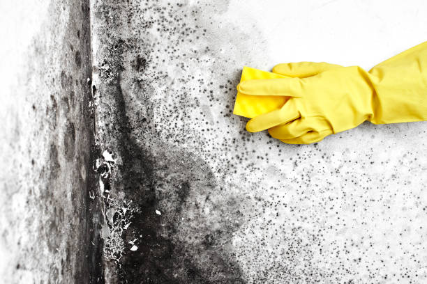 Best Mold Inspection  in Cedaredge, CO