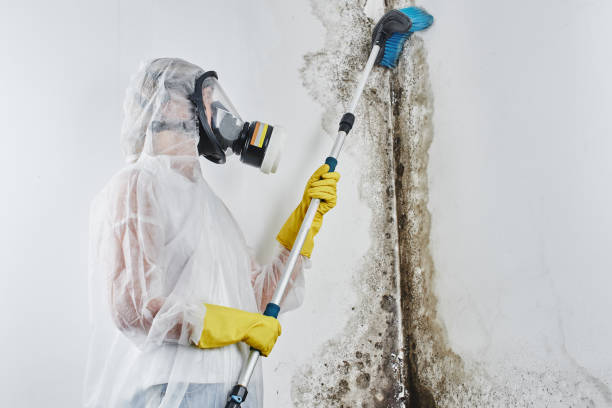 Best Attic Mold Removal  in Cedaredge, CO