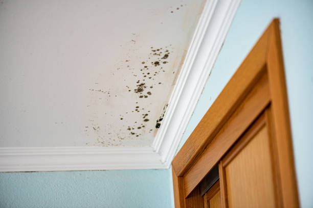 Best Mold Cleaning Services  in Cedaredge, CO