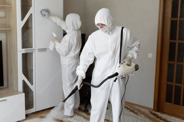 Mold Removal Process in Cedaredge, CO