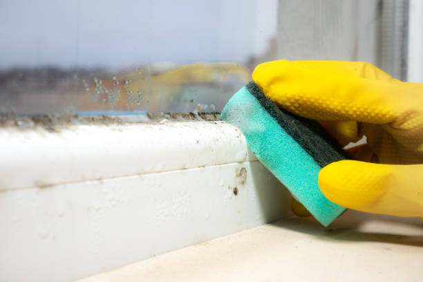 Best Home Mold Removal  in Cedaredge, CO