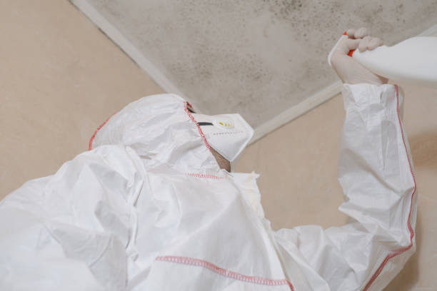 Best Mold Removal Process  in Cedaredge, CO