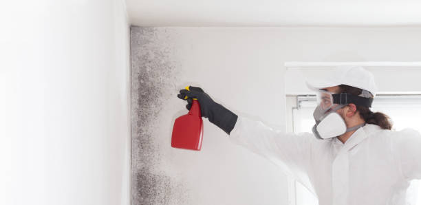 Best Attic Mold Removal  in Cedaredge, CO
