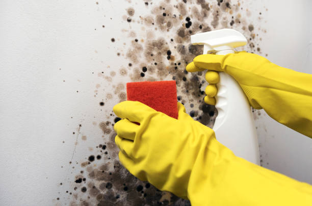 Best Mold Damage Repair  in Cedaredge, CO