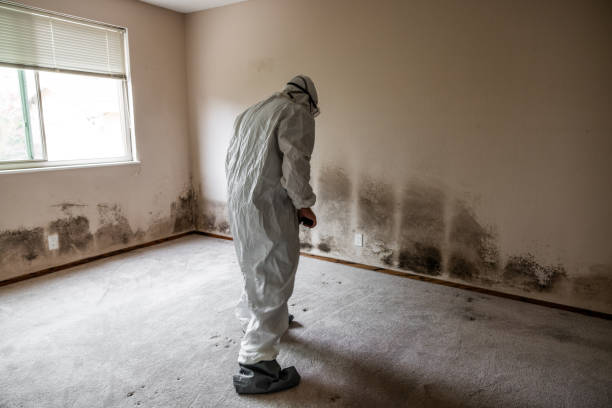 Cedaredge, CO Mold Removal Company