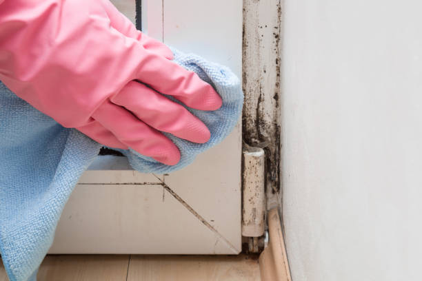 Best Toxic Mold Removal  in Cedaredge, CO